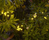 Starlyf Glow Lights 2x1 a 248 LEU